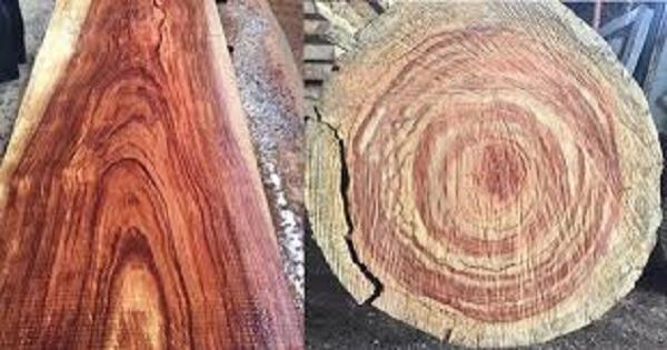 Gỗ hương là gì?