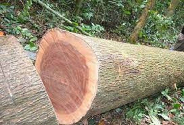 Gỗ xoan đào là gì?